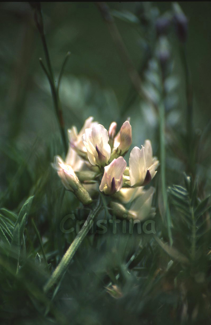 Astragalus